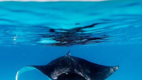 Mantaray