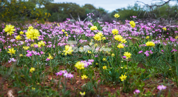 Wave Rock & Aboriginal Culture